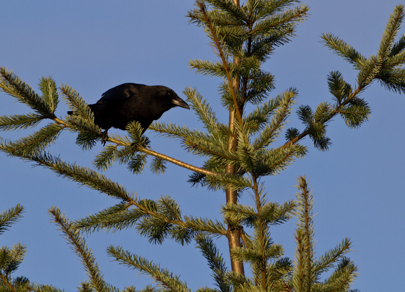 American Crow